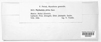 Phyllosticta pirina image